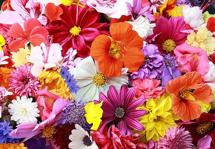 O grămadă de flori colorate jigsaw puzzle online