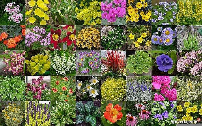 Dísznövény évelő növények online puzzle