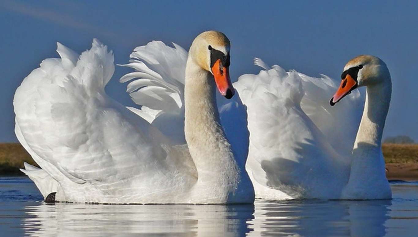 Swans online puzzle