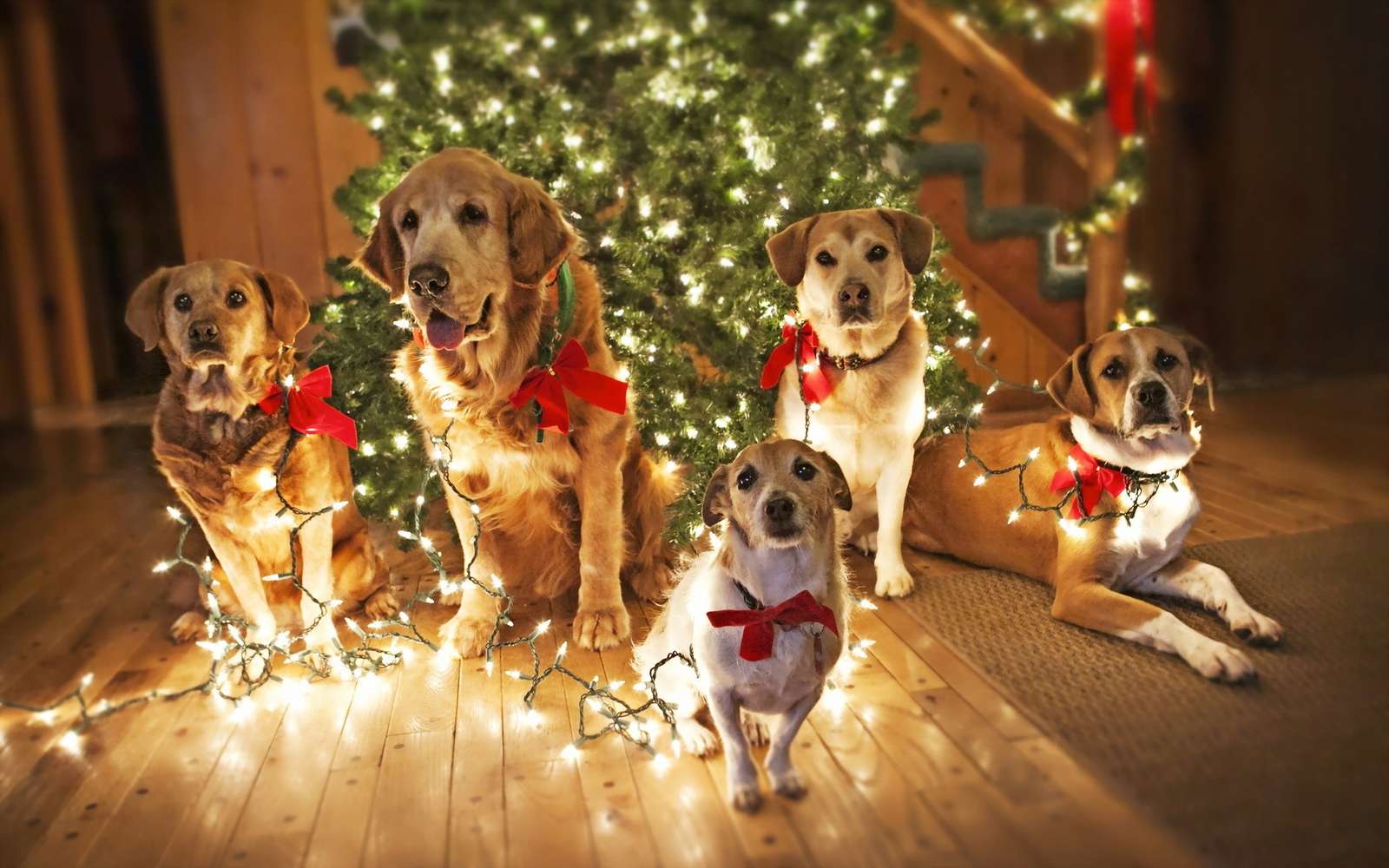 Dog Christmas, Christmas scene jigsaw puzzle online