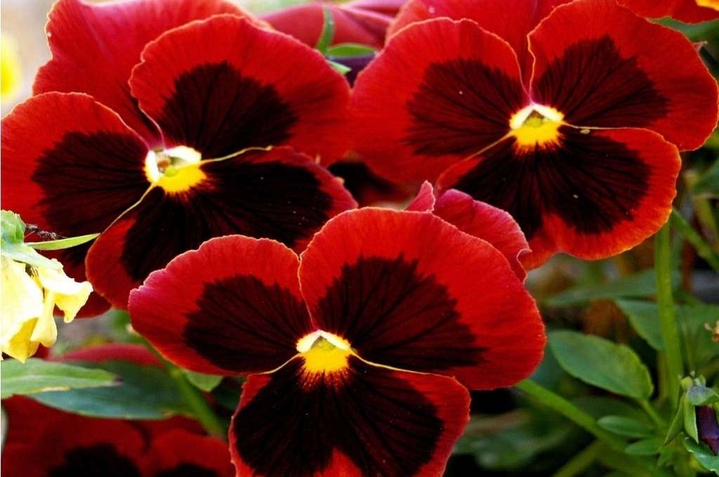 Colorful pansies online puzzle
