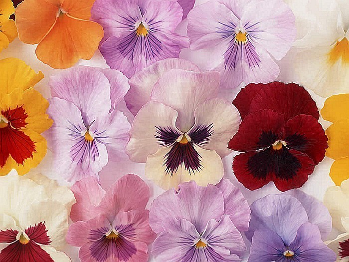 pasztell színű virágok kirakós online