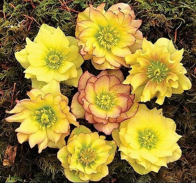 Beautiful yellow hellebores jigsaw puzzle online