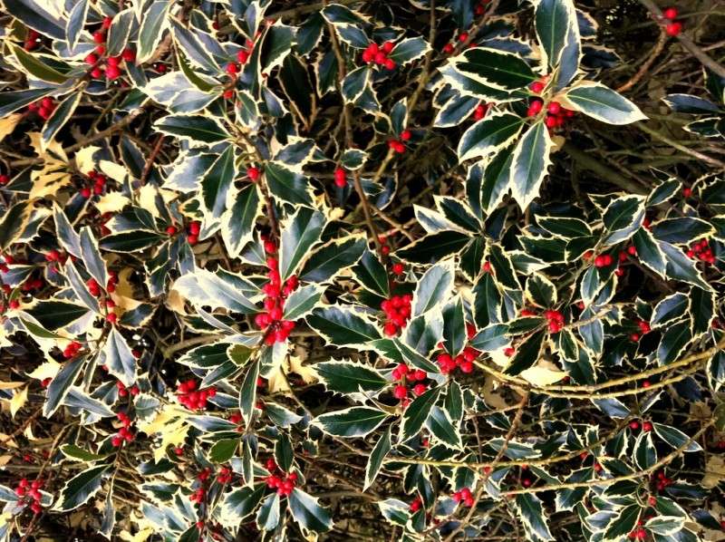 Holly for Christmas wreaths jigsaw puzzle online