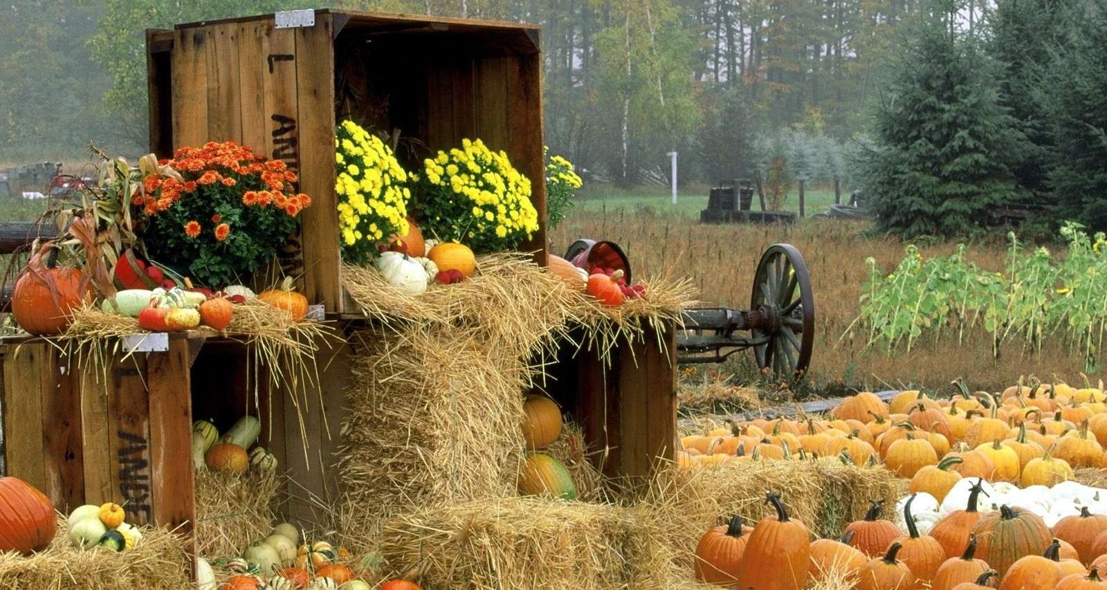 Pumpkin harvest jigsaw puzzle online