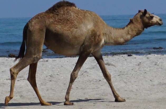 Camel online puzzle