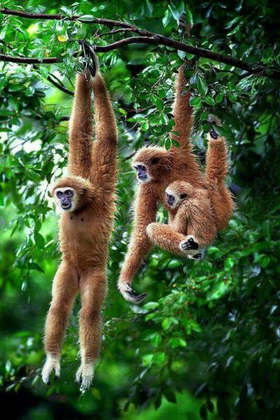 hanging monkey online puzzle