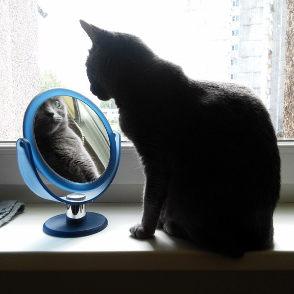 Kitty a zrcadlo skládačky online