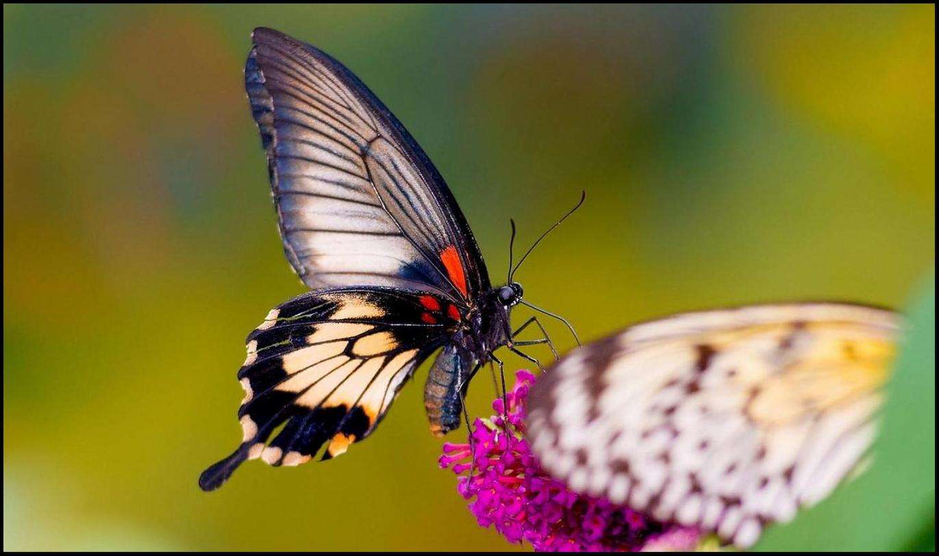 Farfalla colorata puzzle online
