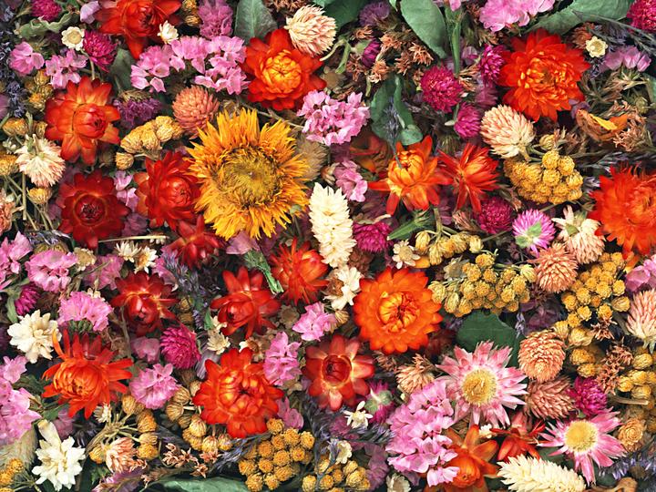 Palette of different flowers online puzzle