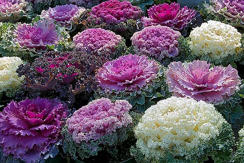 Flowers similar to cabbage jigsaw puzzle online