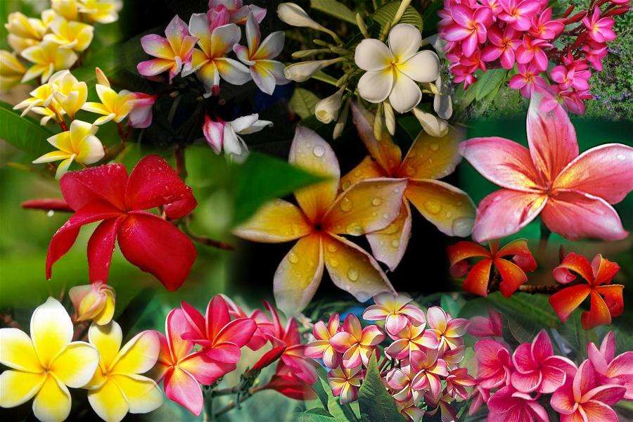 Grafische bloemensamenstelling online puzzel