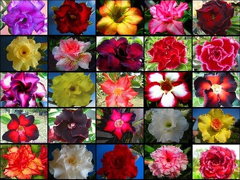 Varicolored flowers-presentati jigsaw puzzle online