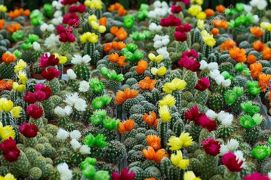 Цветущие красочные кактусы онлайн-пазл