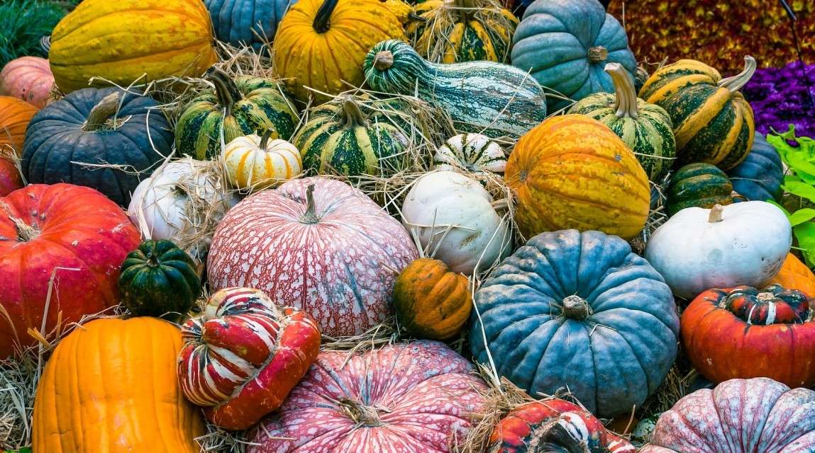 Colorful pumpkins online puzzle