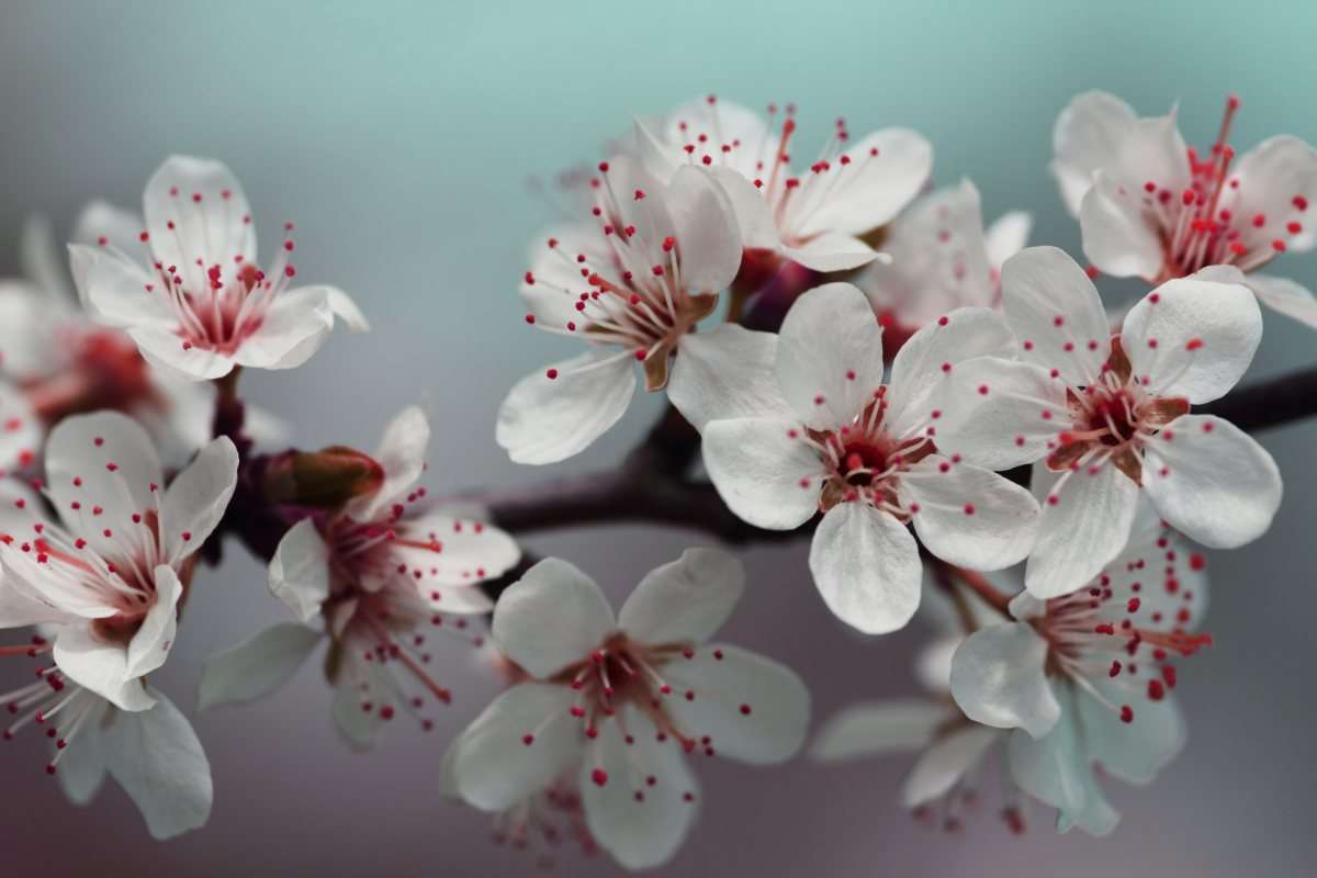 Virágzó cseresznye kirakós online