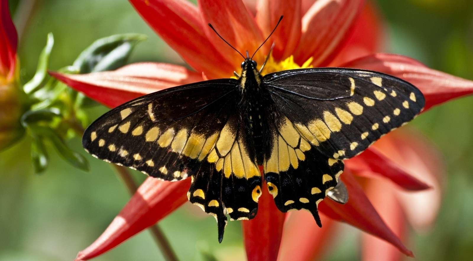 Barevný motýl online puzzle