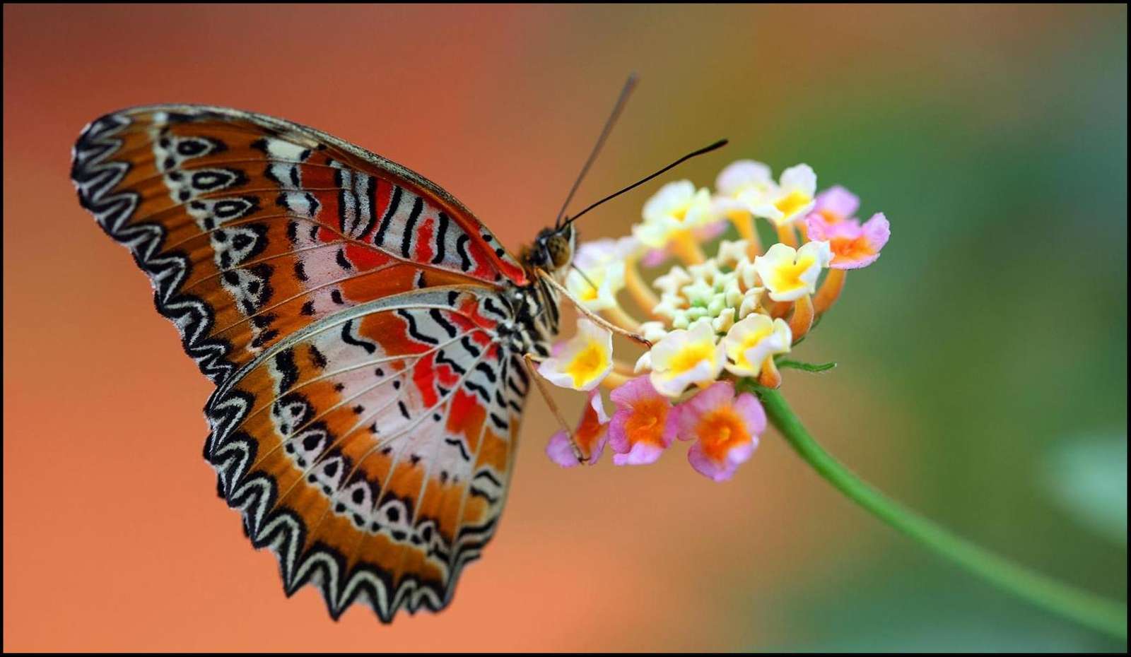 Colorful butterfly jigsaw puzzle online