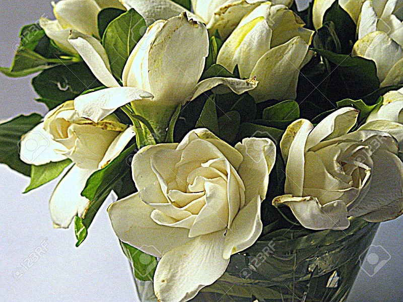 Gardenia in een jasmijn vaas legpuzzel online