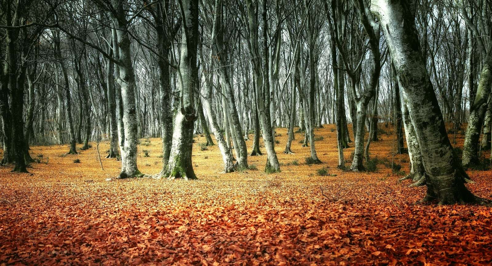 Skog på hösten Pussel online
