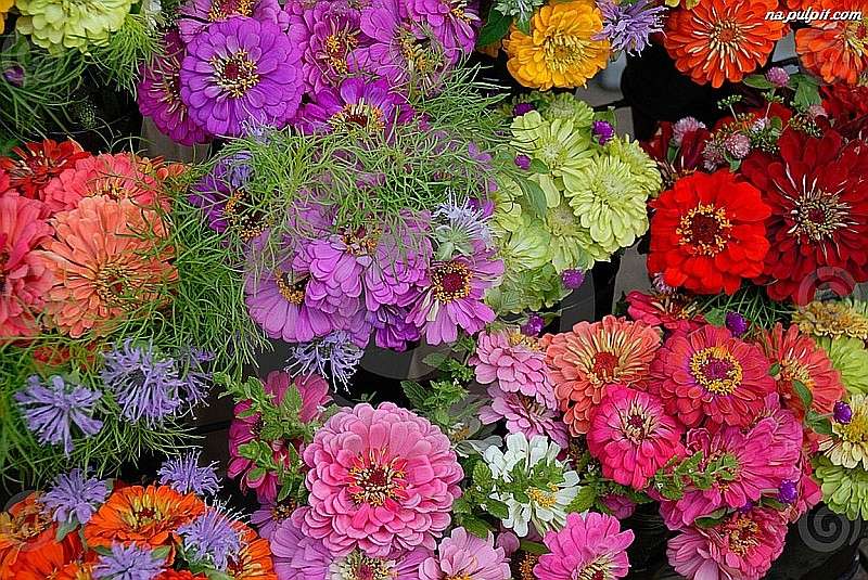 A sea of ​​colorful zinnia online puzzle