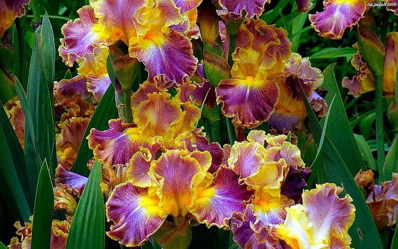The beauty of colorful irises jigsaw puzzle online