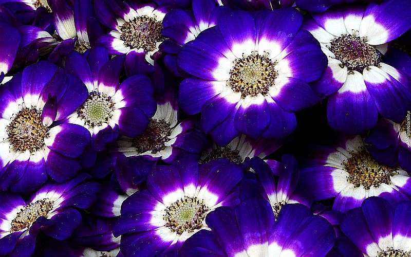 Темно-синие цветы цинерарии пазл онлайн