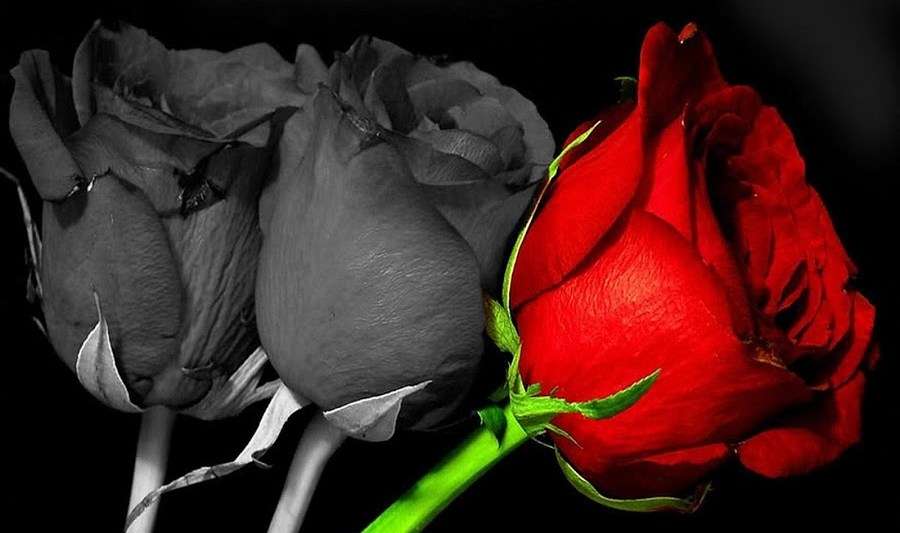 τριαντάφυλλα online παζλ
