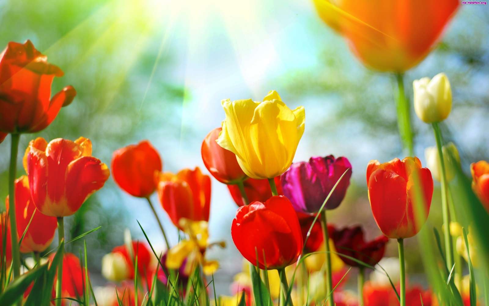 Tulipes en fleurs puzzle en ligne