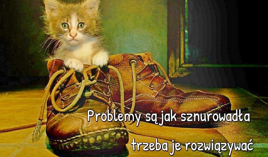 Cat in a shoe jigsaw puzzle online