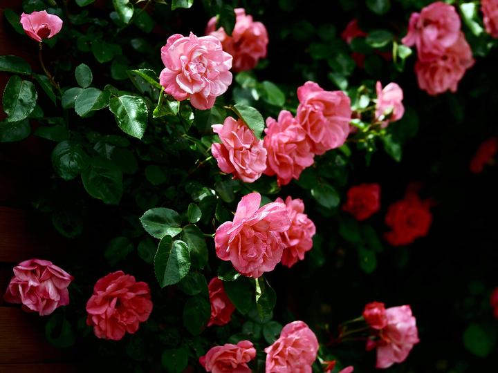 Blommande rosor Pussel online
