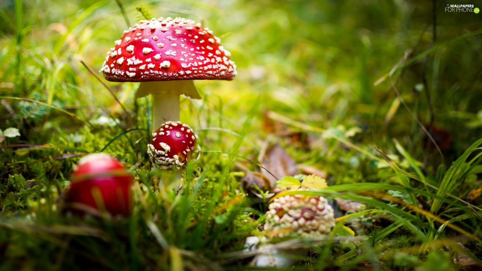 There were toadstools jigsaw puzzle online