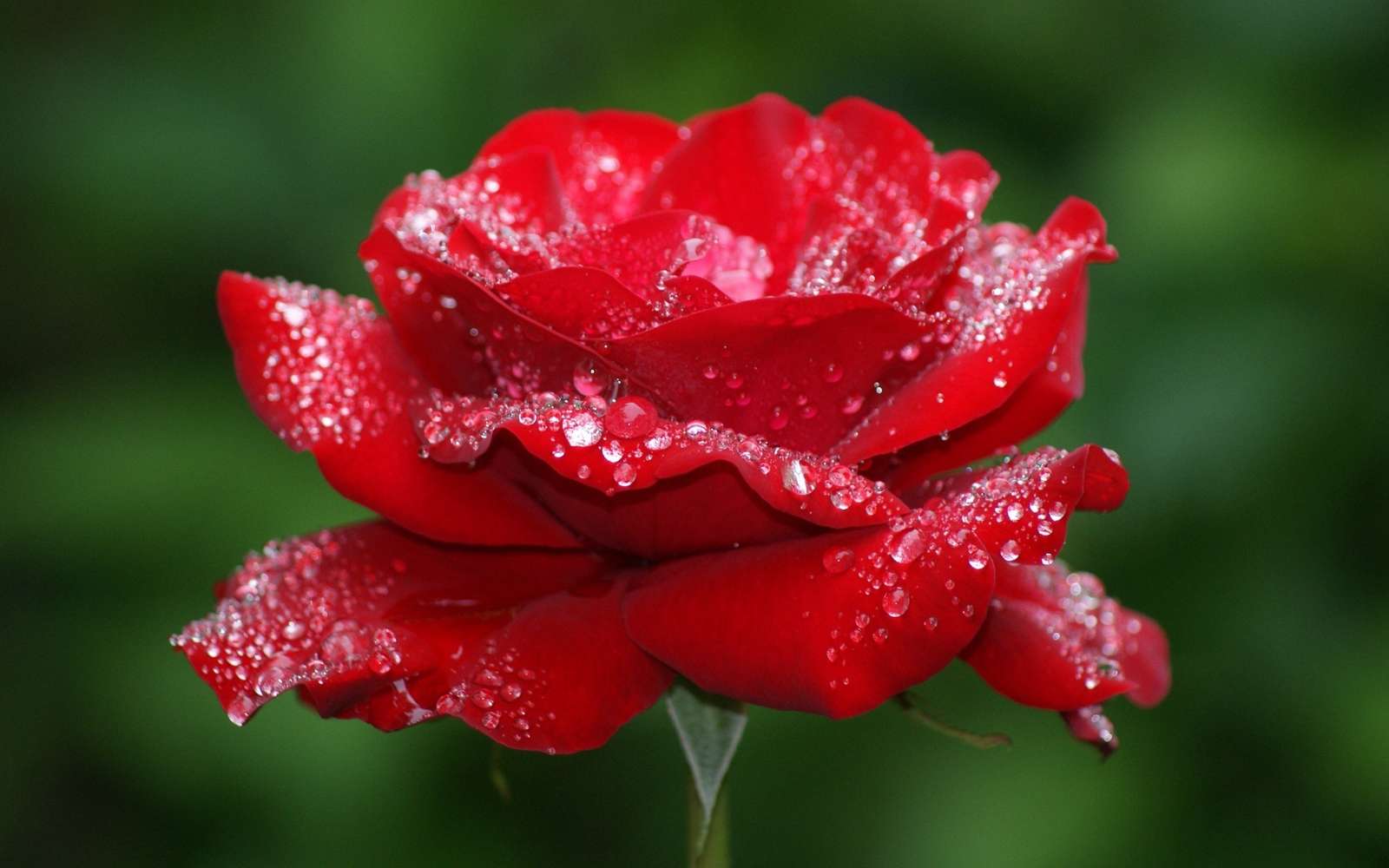 Цветок роза пазл