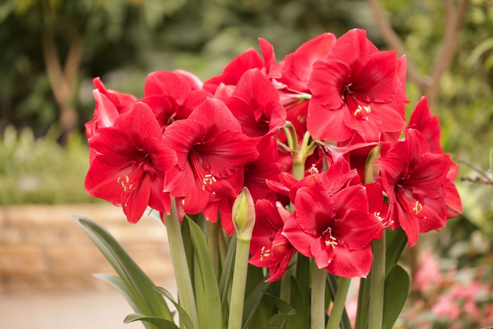 Květina - Amaryllis skládačky online