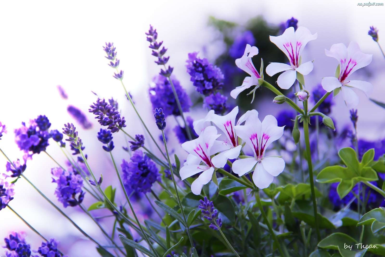 Flori albe de geraniu puzzle online
