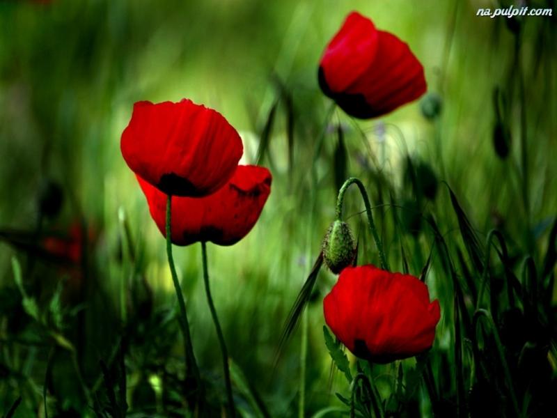 Red poppies jigsaw puzzle online