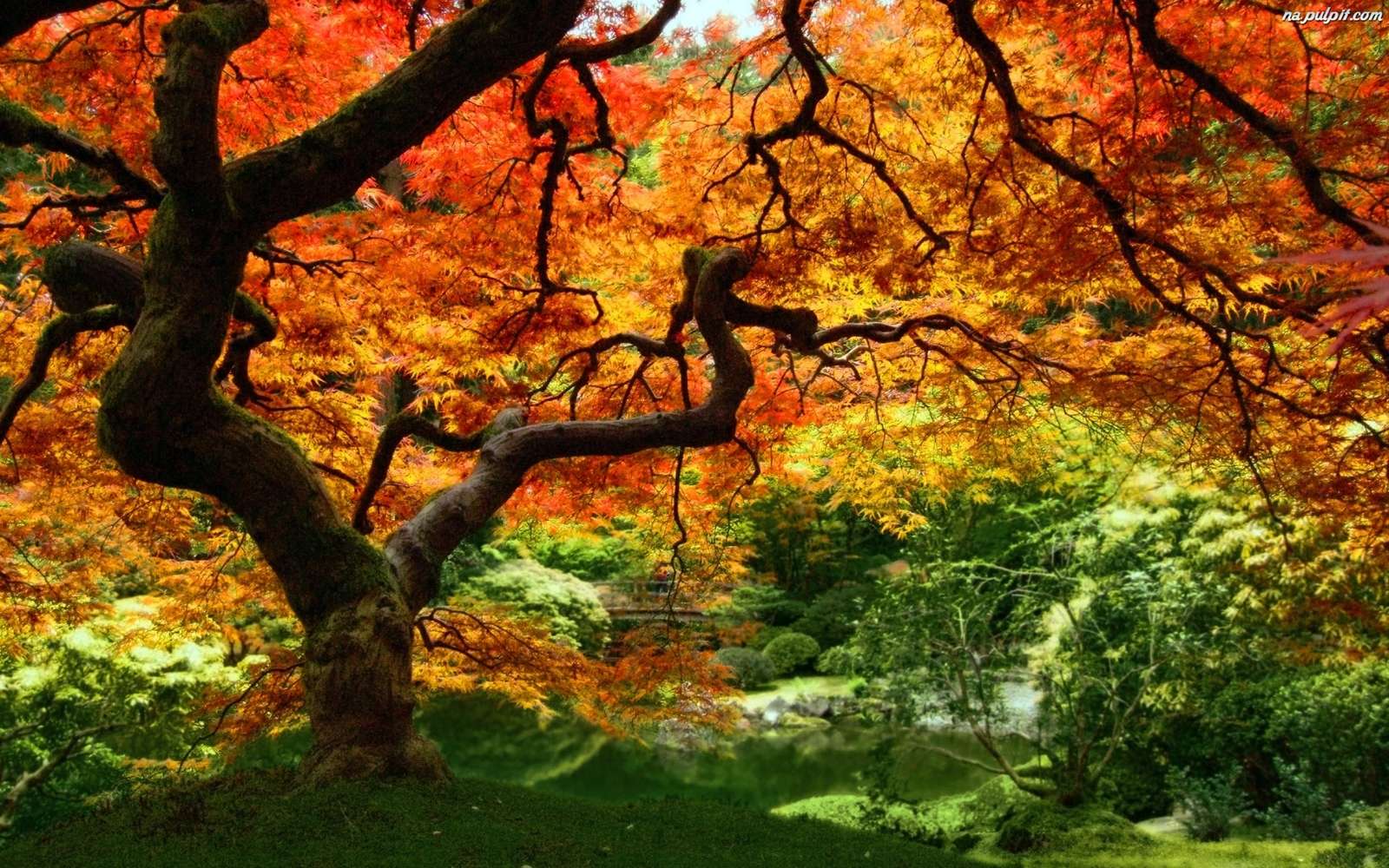 Дерево в парку - осінь пазл онлайн