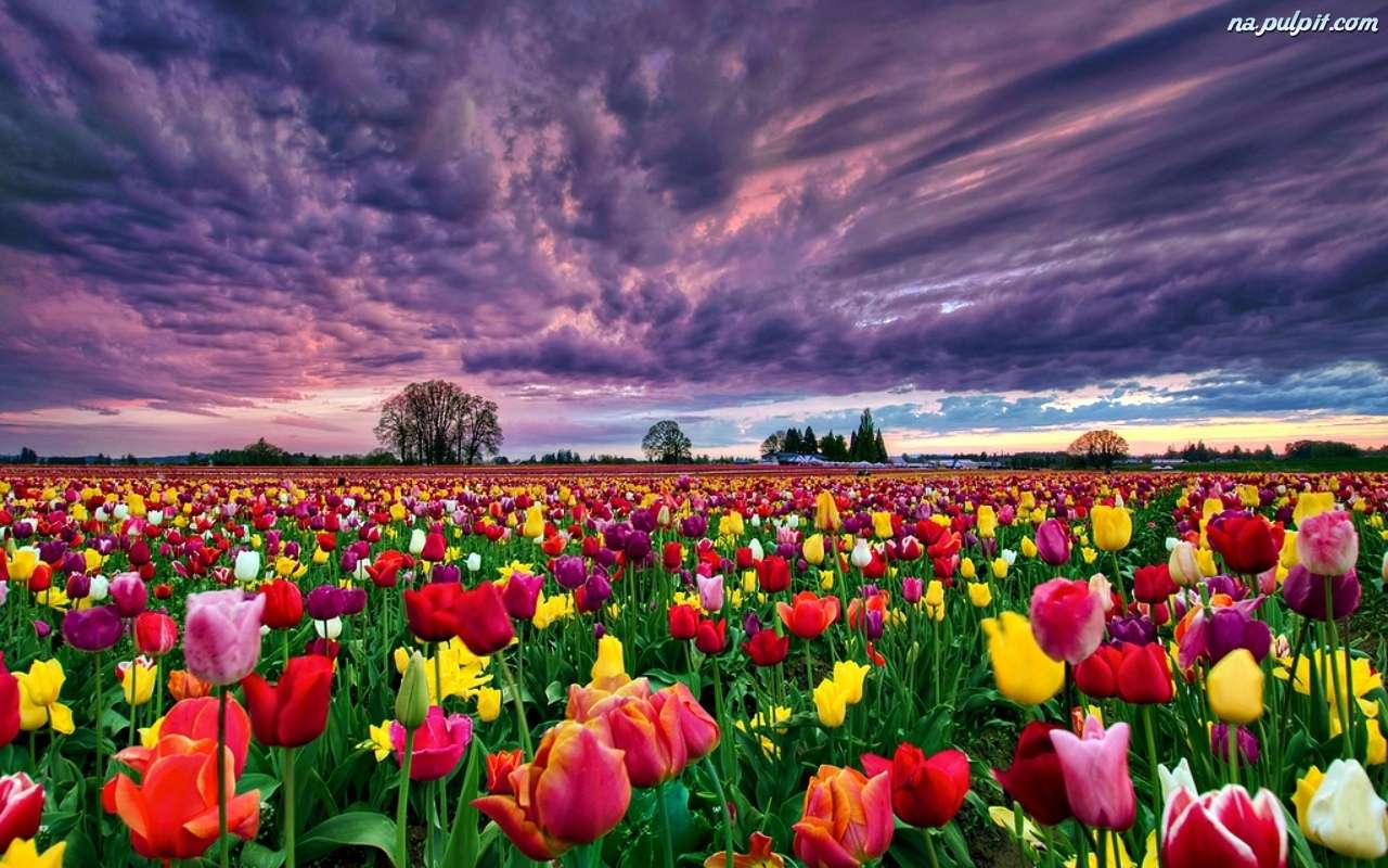 Tulipány při západu slunce online puzzle
