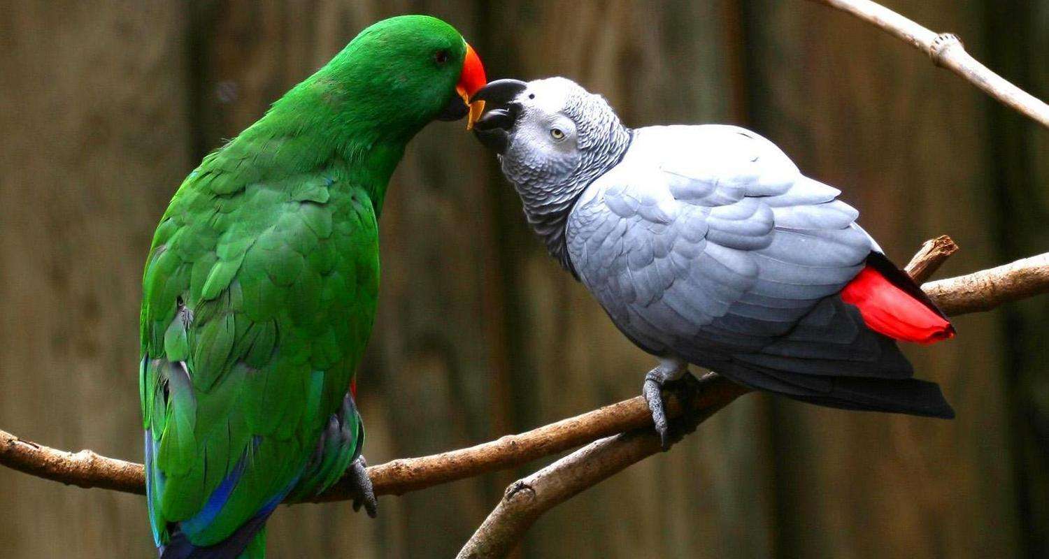Parakeets στο κλαδί online παζλ