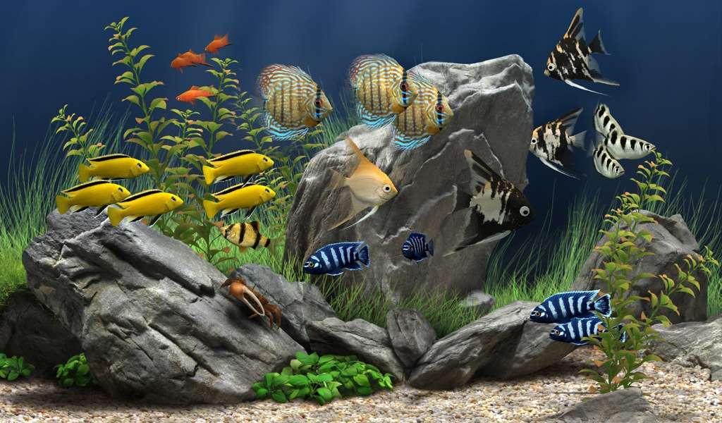 Unterwasserwelt Puzzlespiel online