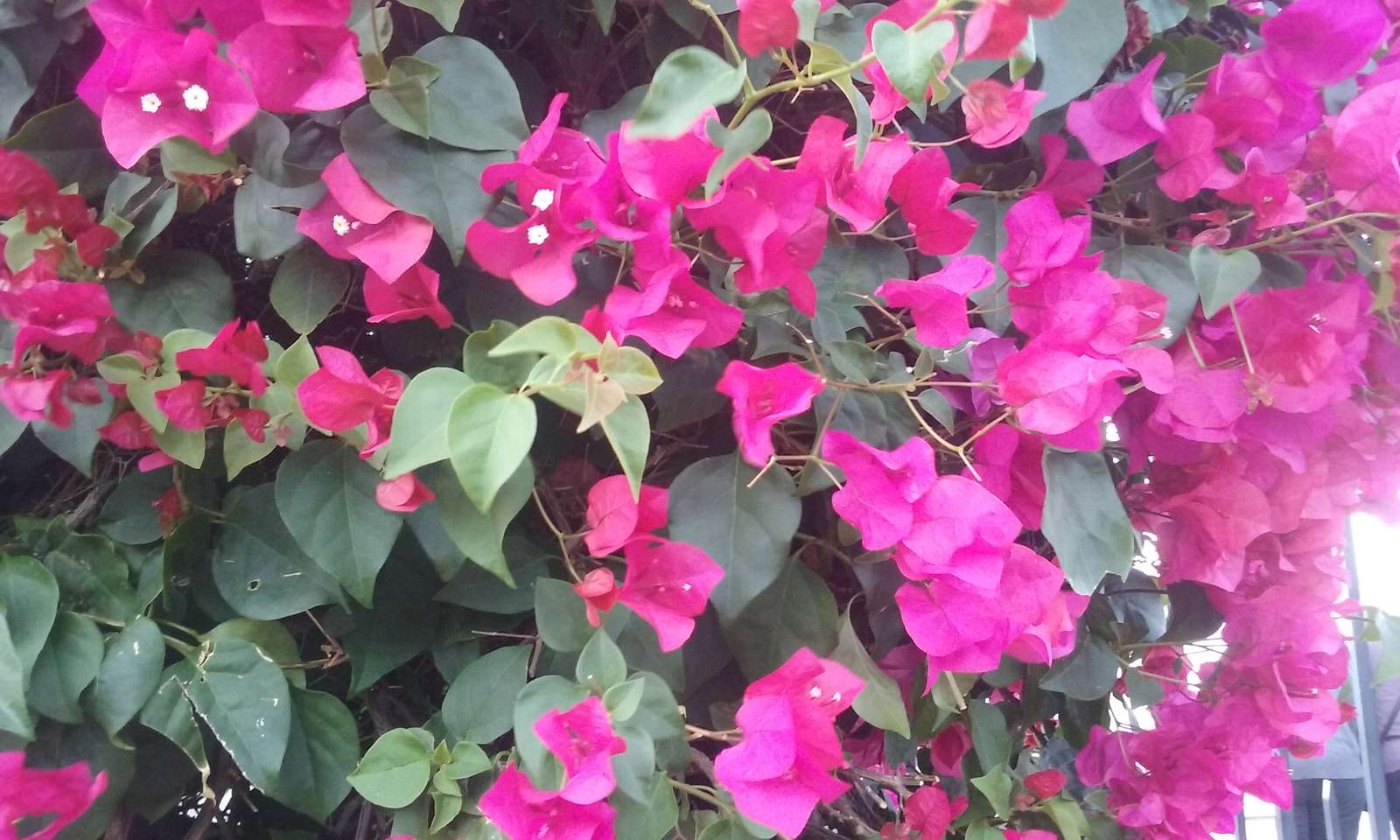 Blommor på Mount Tabor pussel på nätet