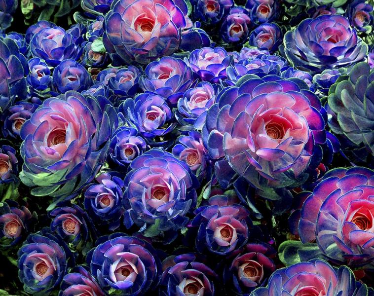 Grafikus színű virágok kirakós online