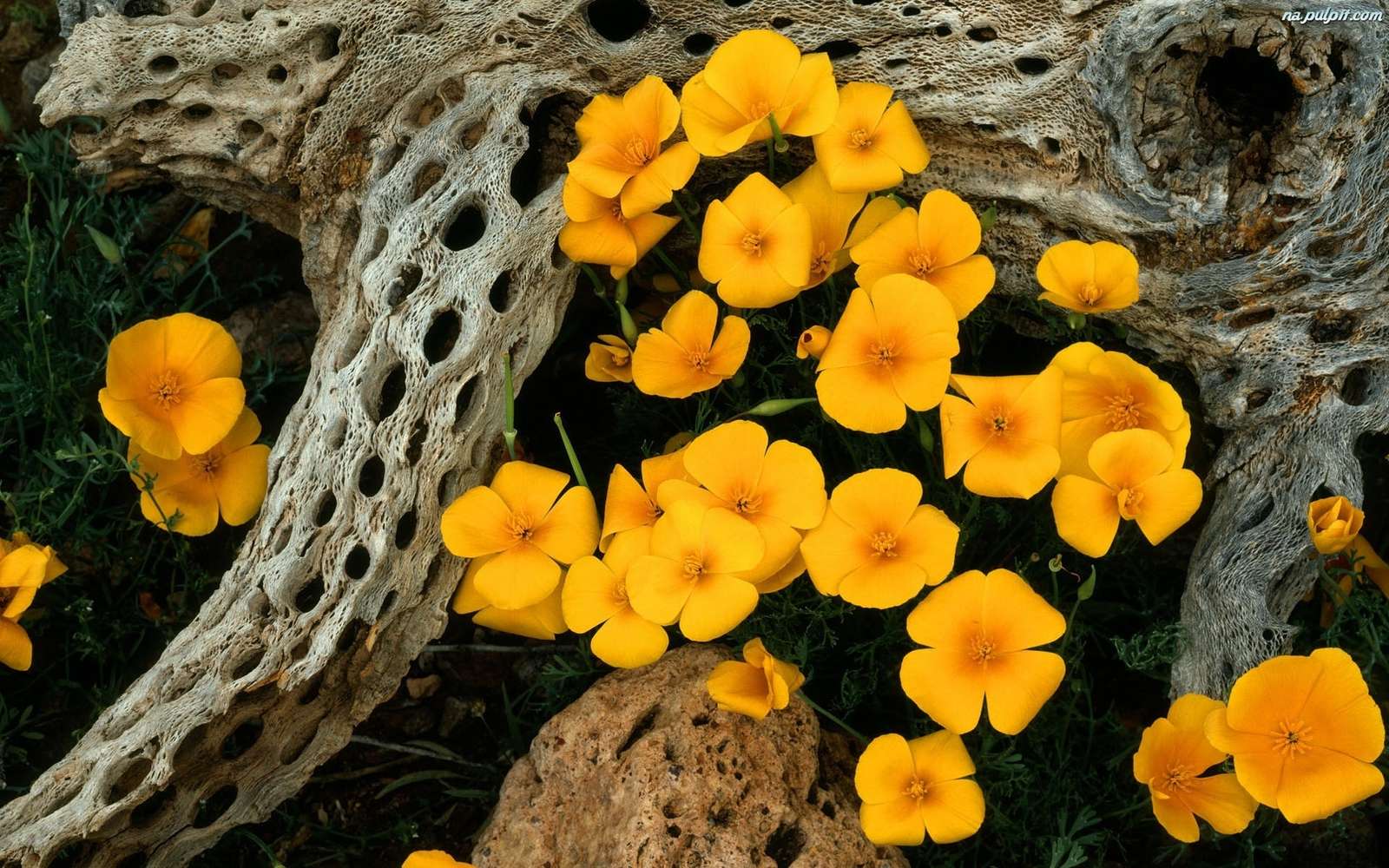 Blumen - die Natur selbst Online-Puzzle