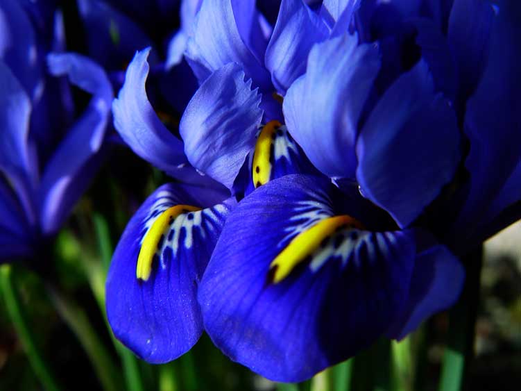 Blå iris pussel på nätet