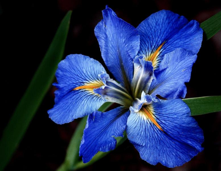 Iris - Blaues Louisiana Online-Puzzle