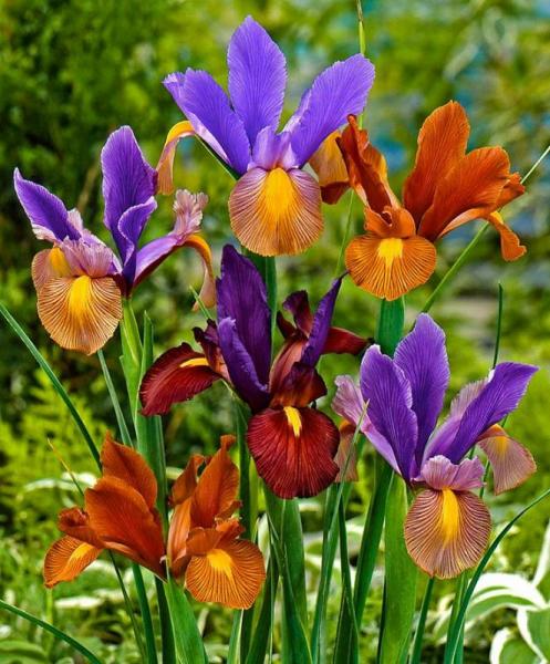 Barevné iris květiny skládačky online