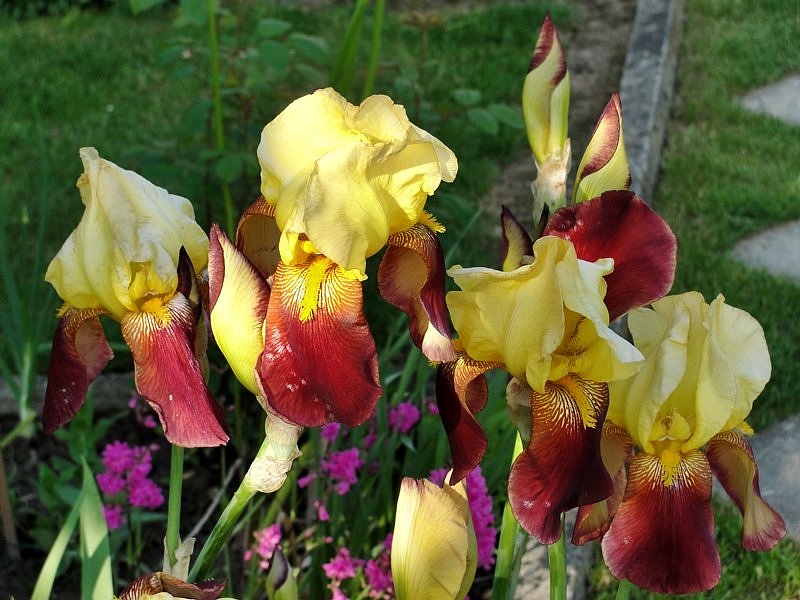 Irises - Red briars jigsaw puzzle online