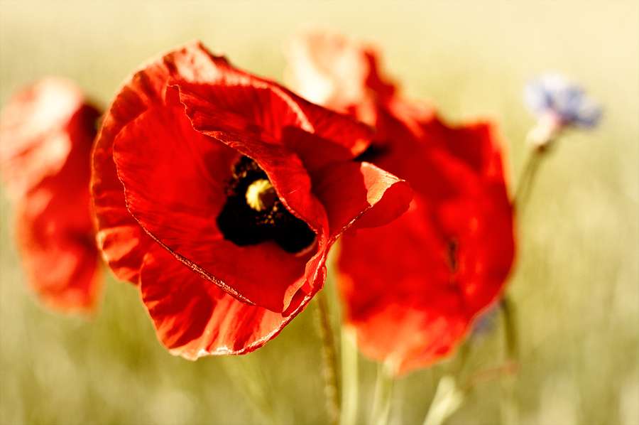 Flowers - Red poppies jigsaw puzzle online