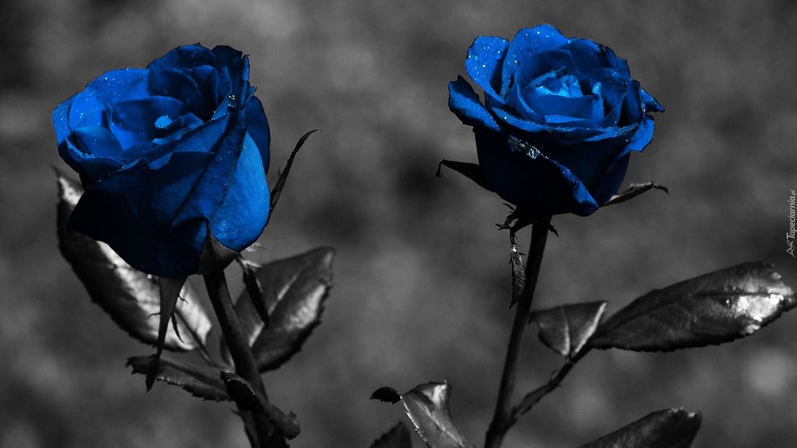 Μπλε τριαντάφυλλα online παζλ