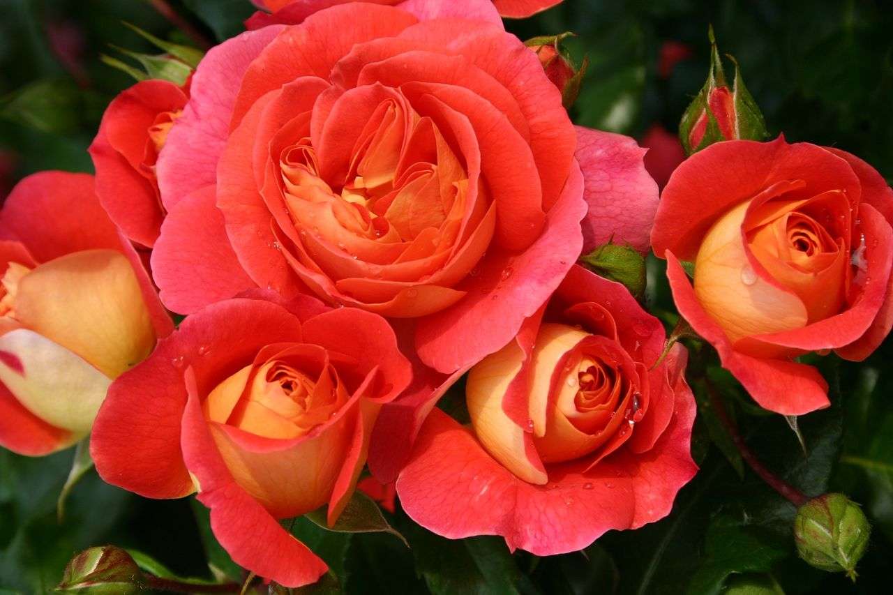 Blommor - Te rosor Pussel online
